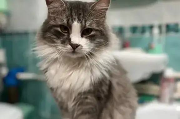 Кошки потеряшки, Новошахтинск, фото: Потеряшка кот, Киевская улица, Новошахтинск - может отзываться на имя Красавчик