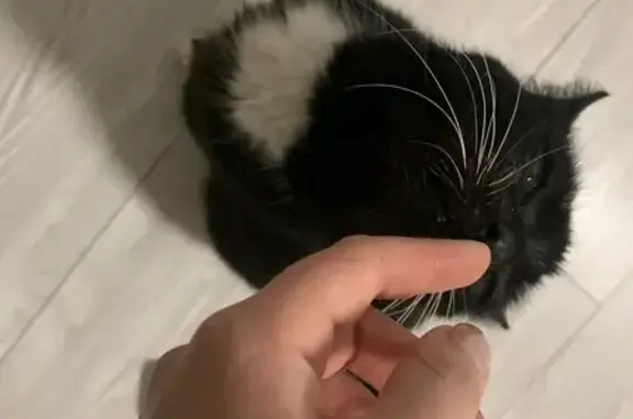 Найдена кошка, Краснодар, фото: Найдена кошка, улица Вишняковой, 69, Краснодар - молоденькая, черная с белой грудкой