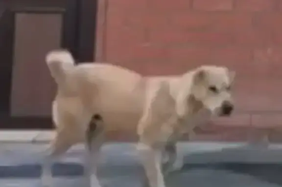 Пропал собака, Чонгарская улица, 255, Старокорсунская - песочный помесь шарпея и дворняги - photo