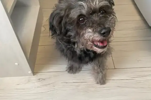 Найдена собака, Северодвинск, фото: Найдена собака, Полярная улица, 43, Северодвинск - девочка, темно-серая, кучерявая