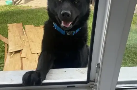 Пропала собака, улица Жолио-Кюри, Дубна - photo