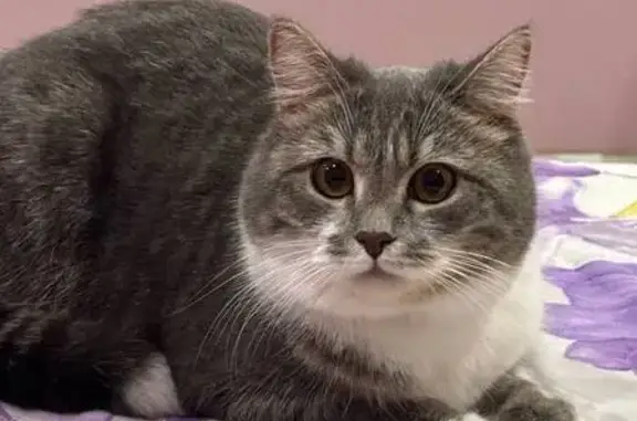 Пропала кошка, Красноусольский, Башкирия - photo