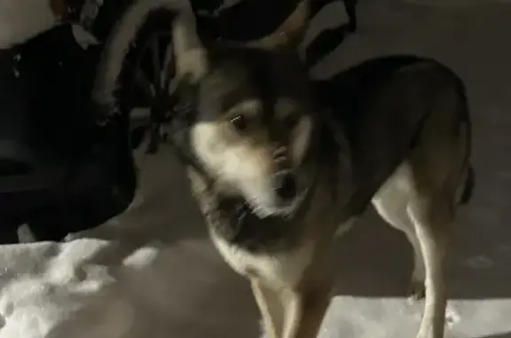 Найдена собака, Глинки, фото: Найден собака, Глинки, Московская область - добрый, молодой, хромает на заднюю лапку