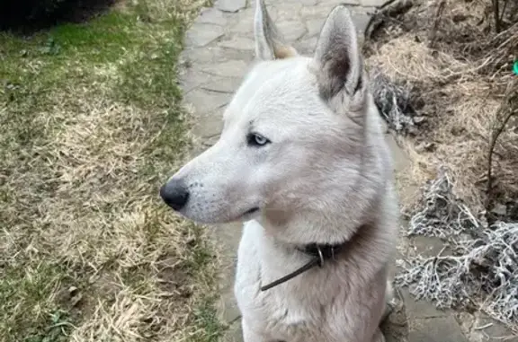 Пропал собака, 65А, Москва - белый с разными глазами - photo