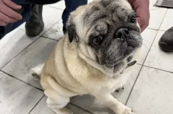 Найден собака, улица Кирова, Йошкар-Ола - упитанный мопс - photo