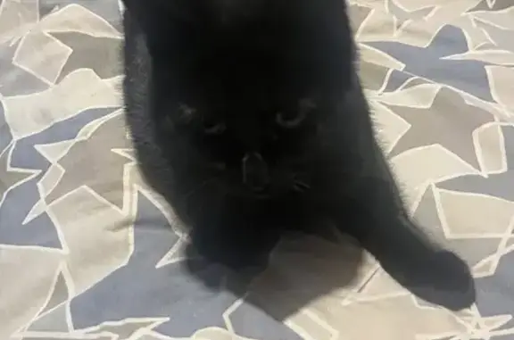 Найдена кошка, Староживотинное, фото: Найдена кошка, Дорожная улица, Староживотинное - чёрный ухоженный кот