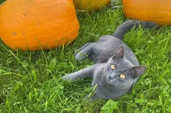 Пропал кот, 3-я Бутырская улица, 13, Солнечногорск - капает слюна с мордочки - photo