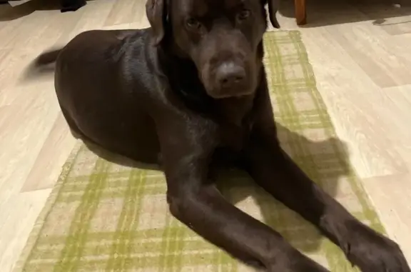 Пропала собака, Соколовая улица, 254, Саратов - коричневая девочка - photo