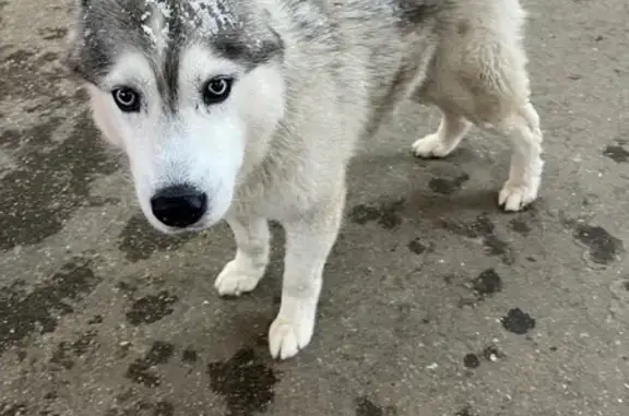 Найдена собака, Нижний Новгород, фото: Найден собака, Южное шоссе, 28, Нижний Новгород - кобель бегает по рынку