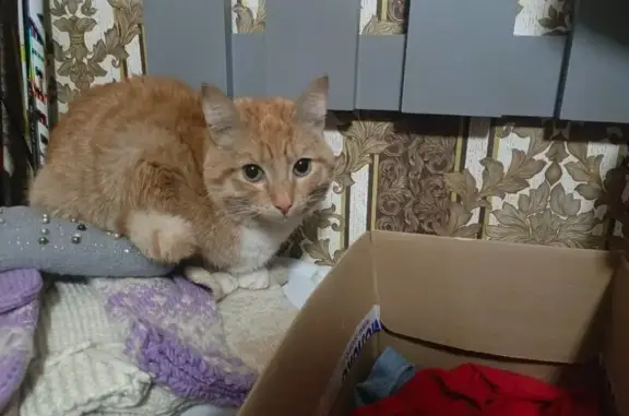 Пропал кот, улица 9 Января, 10, Нижний Тагил - рыжий с белой грудкой - photo