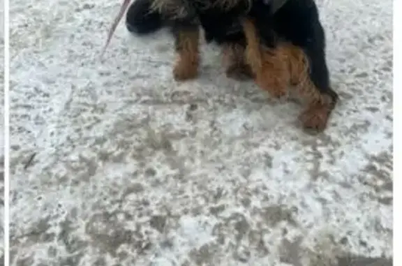 Пропал собака, улица Ильича, 50, Екатеринбург - ягдтерьер, окрас чёрно-подпалый - photo