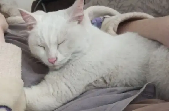 Пропала кошка, Черногорск, Хакасия - полностью белая и с голубыми глазами - photo