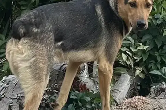 Пропал собака, улица Дружбы, 62, Майкоп - молодой пёс без хвоста - photo