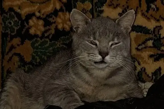 Кошки потеряшки, Курск, фото: Потеряшка кот, улица 50 лет Октября, 4/6, городской округ Курск - откликается на кличку Гром