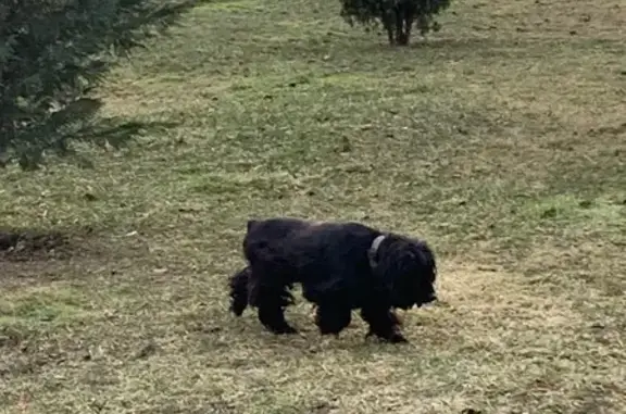 Найдена собака, Краснодар, фото: Найдена собака, Славянская улица, Краснодар - черная, без хвоста
