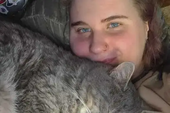 Пропал кот, улица 50 лет Октября, городской округ Курск - серый и ласковый - photo