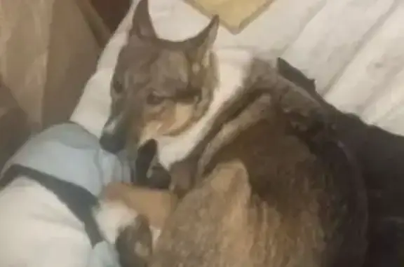 Пропала собака, женская, Сиреневый бульвар, Екатеринбург - photo