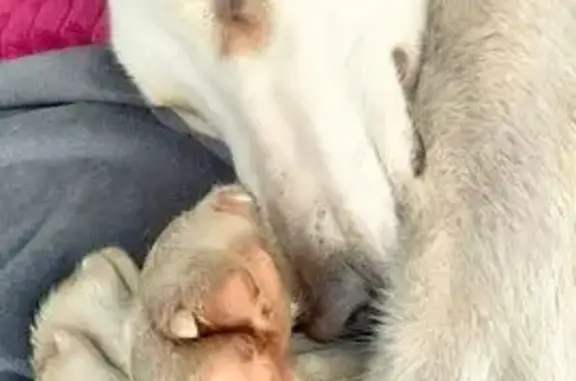 Найдена собака, Минзаг, фото: Найдена собака, Минзаг, Москва - кремового цвета, большая и худая