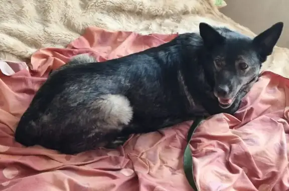 Найденные животные Звездный Городок, фото: Найдена собака, 10, Звёздный городок - знает команды, в стрессе