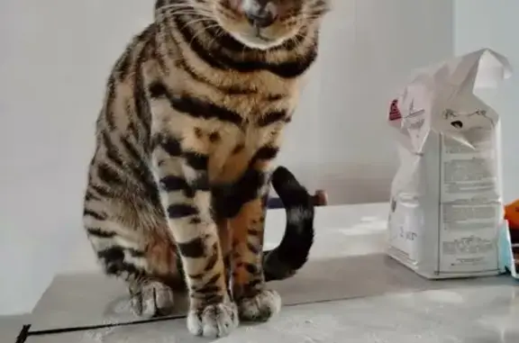 Потерянные животные Пушкино, фото: Пропал кот, улица Чкалова, Пушкино - зелёные глаза, 10 месяцев