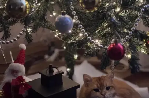 Найдена кошка, Астрахань, фото: Найден кот, улица Куликова, 25, Астрахань - кастрирован, домашний