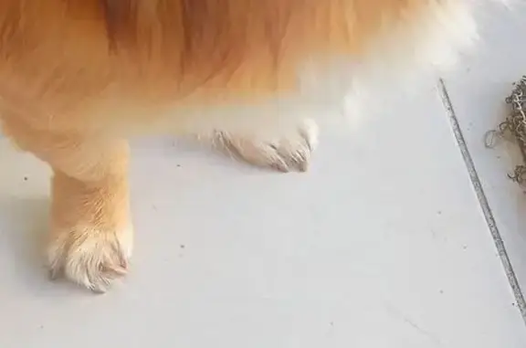 Найдена собака, Сочи, фото: Найден собака, улица Ленина, Сочи - рыжий с длинным когтем