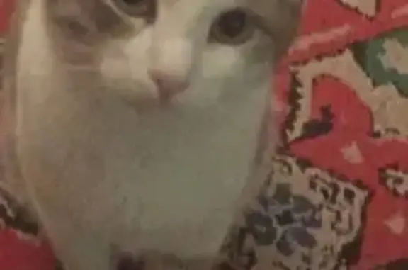 Пропал кот, улица Кутякова, 63, Саратов - серо-белый окрас, желтые глаза - photo