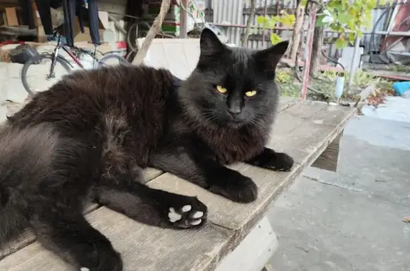 Пропал кот, Кубанская улица, 7, Гайдук - весь чёрный, пушистый - photo