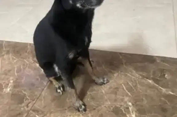 Найдена собака, Бузулук, фото: Найдена собака, улица Фрунзе, Бузулук - чёрный, маленький