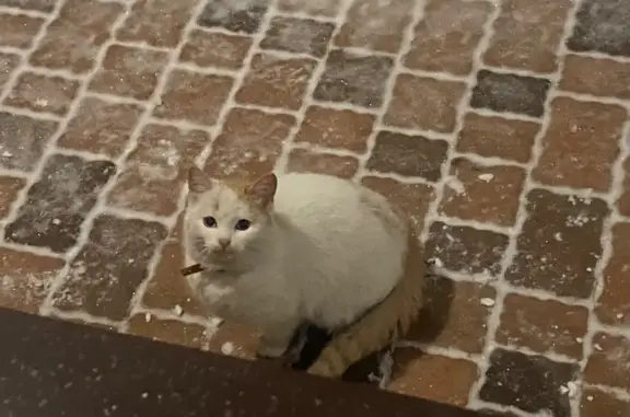 Найденные животные Ростов-на-Дону, фото: Найдена кошка, Посадочная улица, Ростов-на-Дону - белый с рыжими пятнами