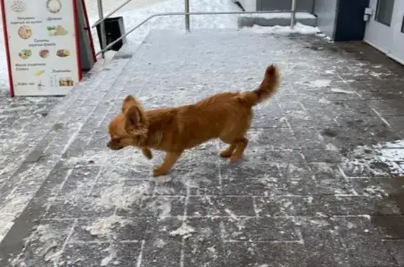 Найдена собака, Волгоград, фото: Найдена собака, улица 8-й Воздушной Армии, 47А, Волгоград - пёсик-трусишка