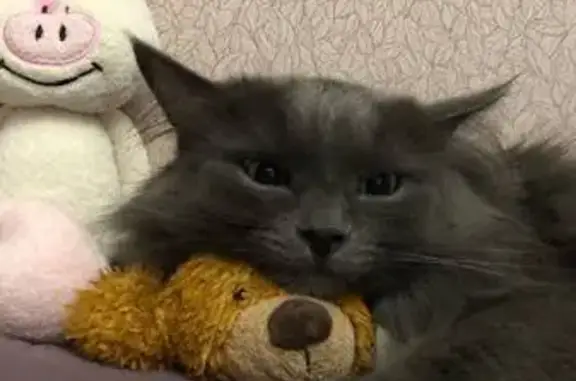 Пропал кот, Ярославская улица, Нижний Новгород - серый с белыми пятнами - photo