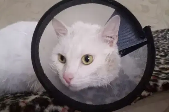 Найдена кошка, Красноярск, фото: Найден кот, улица Молокова, 40, Красноярск - белый, гладкошёрстный