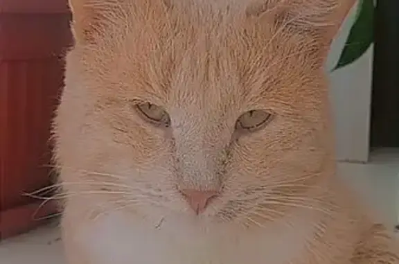 Потерянные животные Бирск, фото: Пропал кот, Красноармейская улица, 63А, Бирск - рыжий большой