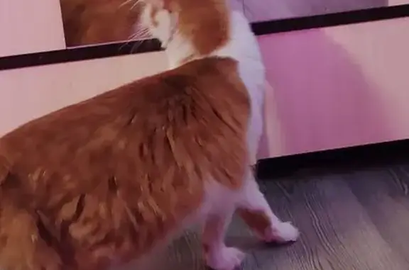 Найдена кошка, Октябрьский проспект, 4, Петрозаводск - ласковая, возможно беременная - photo