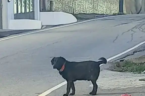 Найдена собака, Сочи, фото: Найдена собака, улица Плеханова, 32/1, Сочи - чёрный с большим красным ошейником
