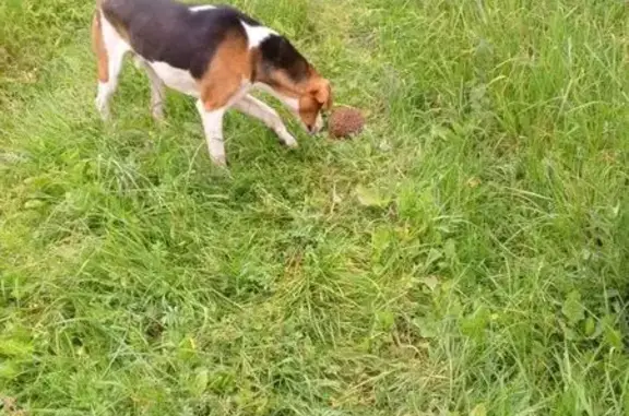 Потерянные животные Рославль, фото: Пропал собака, 3-й переулок Каляева, 3, Рославль - трёхцветный гончак