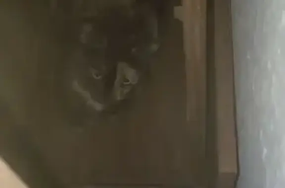 Найдена кошка, Псков, фото: Найдена кошка, Рижский проспект, 67, Псков - черепаший окрас