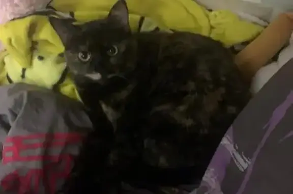 Кошки потеряшки, Москва, фото: Потеряшка кошка, Ангарская улица, 24А, Москва - трёхцветная, пугливая