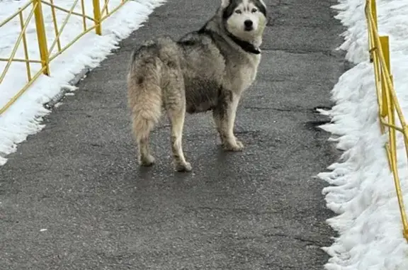 Найдена собака, Ростов-на-Дону, фото: Найдена собака, девочка, улица Степана Разина, 1, Ростов-на-Дону