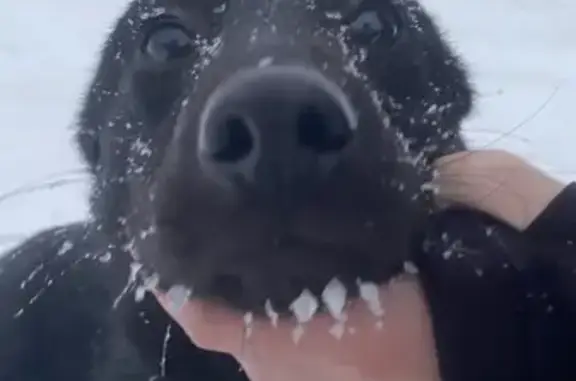 Найденные животные Красково, фото: Найдена собака, Коренёвское шоссе, Красково - девочка чёрного цвета