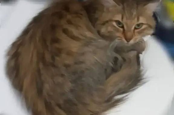 Найдена кошка, улица Льва Лаврова, 14/2, Пермь - полосатая, пушистая - photo