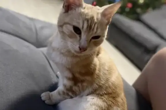 Пропал кот, Новополоцкая улица, 1, Ростов-на-Дону - полосатый окрас - photo