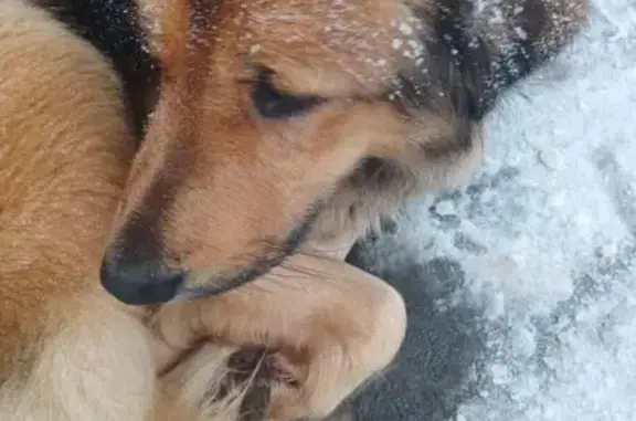 Найдена собака, Тула, фото: Найдена собака, Октябрьская улица, Тула