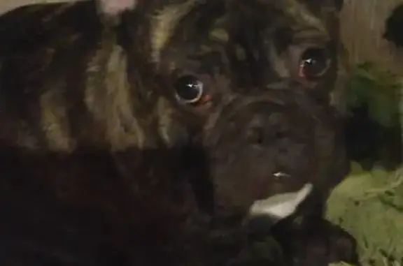 Пропал собака, Свободная улица, Анжеро-Судженск - французский бульдог тигрового окраса - photo