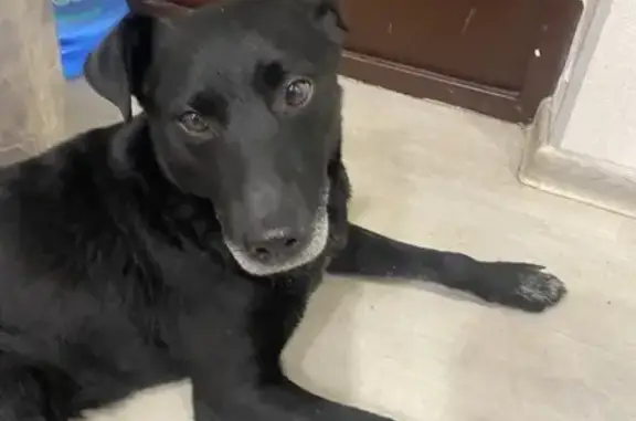 Найдена собака, Самара, фото: Найден собака, улица Алексея Толстого, 21, Самара - молодой кабель с сединой