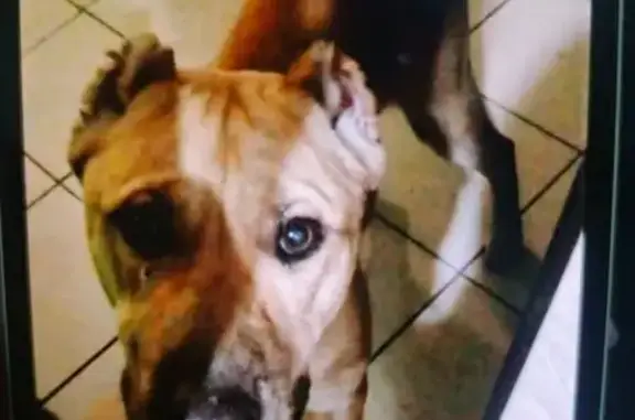 Пропал собака, мужской, улица Маяковского, 169Б, Черемхово - рыжий окрас - photo