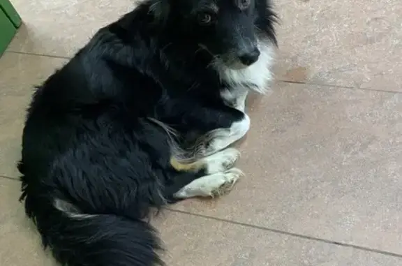 Найдена собака, Кострома, фото: Найден собака, мужской, улица Ленина, Кострома