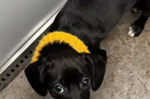 Найдена собака, Волгоград, фото: Найдена собака, улица им. Рихарда Зорге, 7, Волгоград