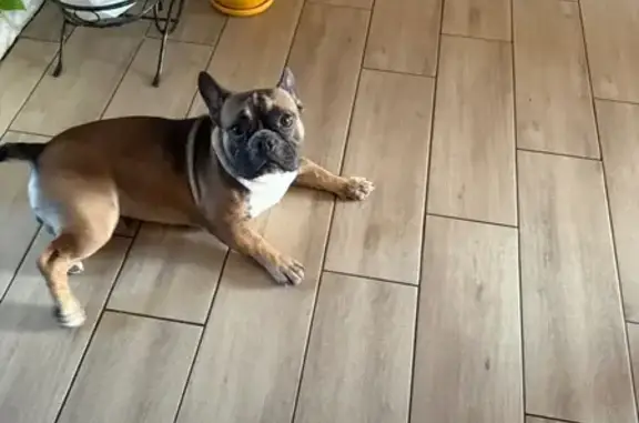 Пропал собака, Центральная улица, 11, Краснодар - бело-палевый окрас - photo